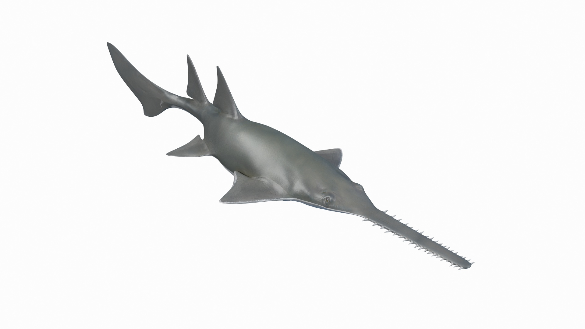 Rigged Sharks Collection 8 for Maya 3D model https://p.turbosquid.com/ts-thumb/Bo/Q9Wv5Y/Ze/sawfish_rigged_360/jpg/1629666170/1920x1080/turn_fit_q99/348f5e62717cc23451d05fca01c2dd4cca1f4ea9/sawfish_rigged_360-1.jpg