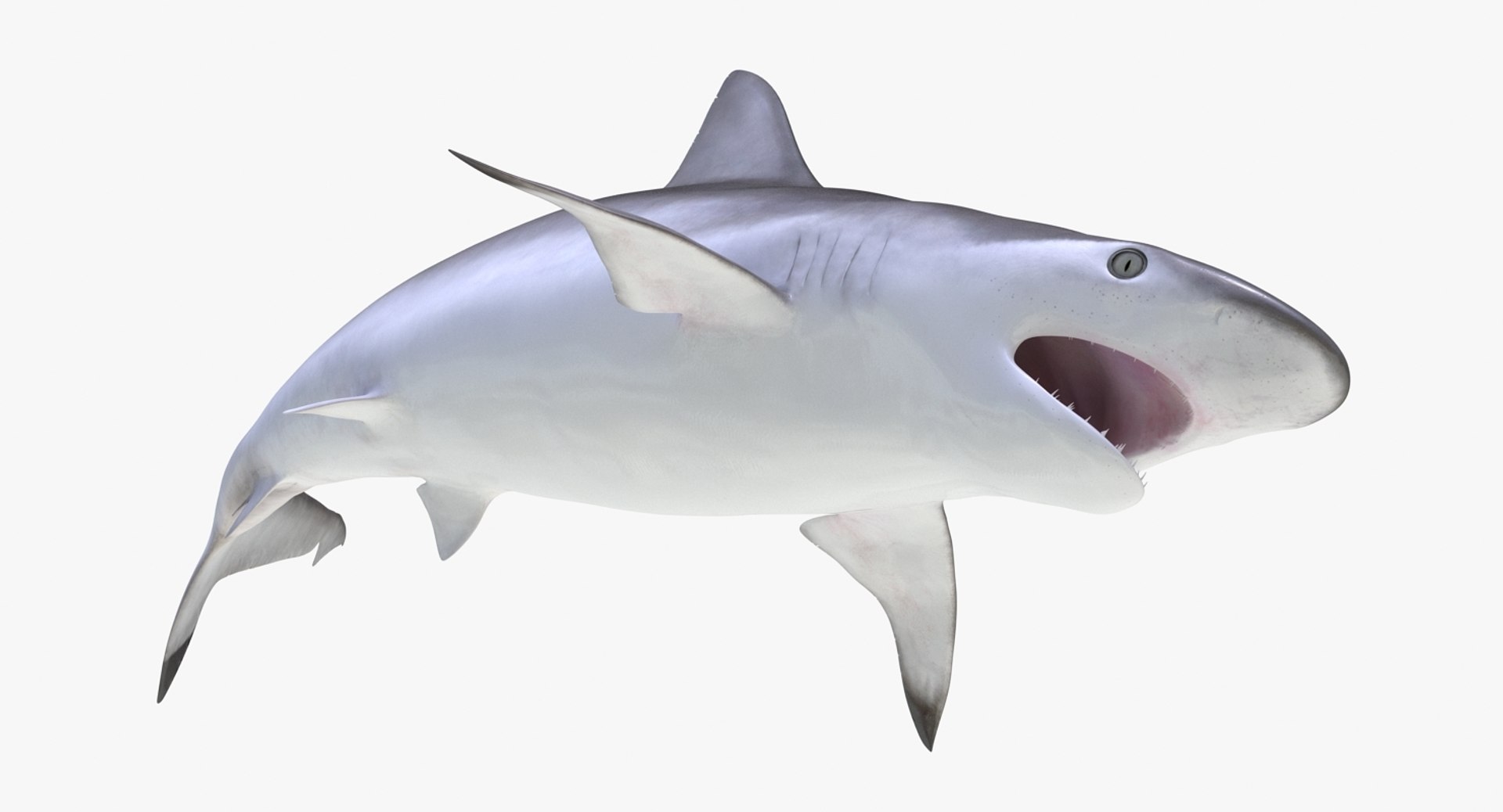 Rigged Sharks Collection 8 for Maya 3D model https://p.turbosquid.com/ts-thumb/Bo/Q9Wv5Y/hb/riggedsharkscollection83dmodel034/jpg/1629665555/1920x1080/fit_q87/1eea778b2c2bf0ae9086a3f58b72d1bcdb126310/riggedsharkscollection83dmodel034.jpg