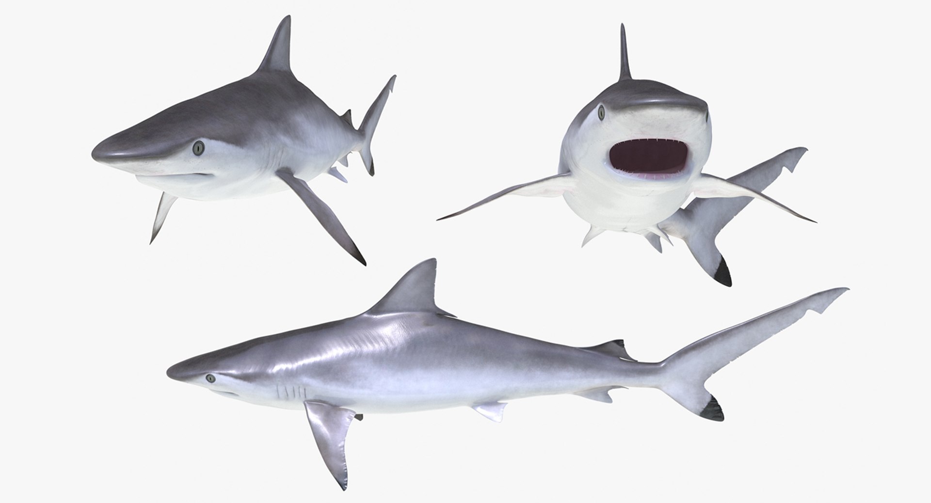 Rigged Sharks Collection 8 for Maya 3D model https://p.turbosquid.com/ts-thumb/Bo/Q9Wv5Y/jz/riggedsharkscollection83dmodel036/jpg/1629665561/1920x1080/fit_q87/e61340dc621d2c6c332a8fec124a826afc0422fe/riggedsharkscollection83dmodel036.jpg