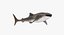 Maya 用 Rigged Sharks コレクション 8