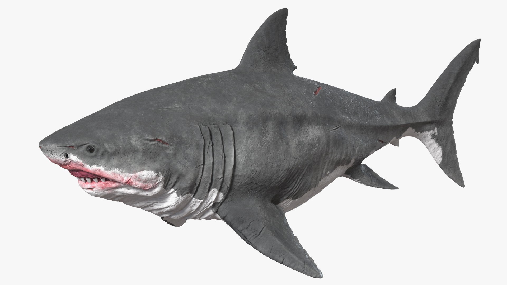 Rigged Sharks Collection 8 for Maya 3D model https://p.turbosquid.com/ts-thumb/Bo/Q9Wv5Y/or/riggedsharkscollection83dmodel014/jpg/1629665506/1920x1080/fit_q87/f3f959099b169fca01812e93cd4ce2d428aa342c/riggedsharkscollection83dmodel014.jpg