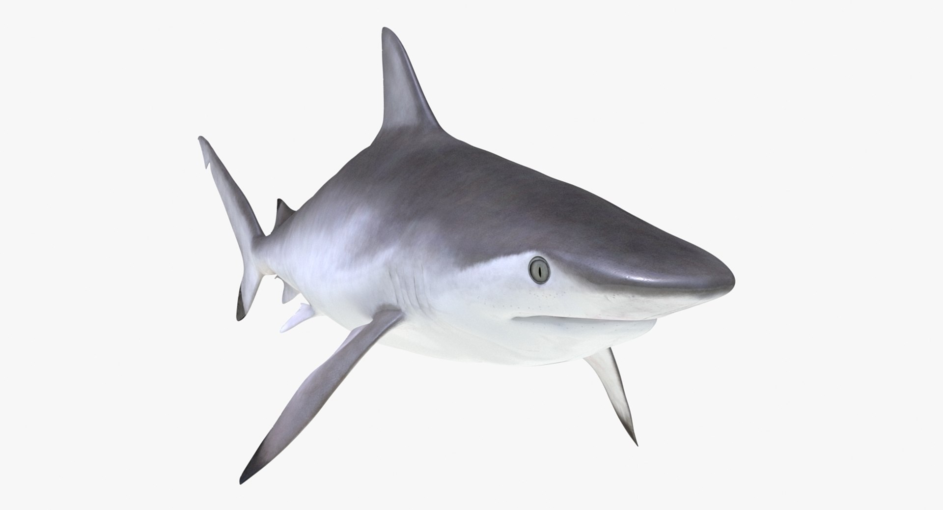 Rigged Sharks Collection 8 for Maya 3D model https://p.turbosquid.com/ts-thumb/Bo/Q9Wv5Y/pN/riggedsharkscollection83dmodel035/jpg/1629665558/1920x1080/fit_q87/47ecfa882f1687d019b2c65973f31caa679db587/riggedsharkscollection83dmodel035.jpg