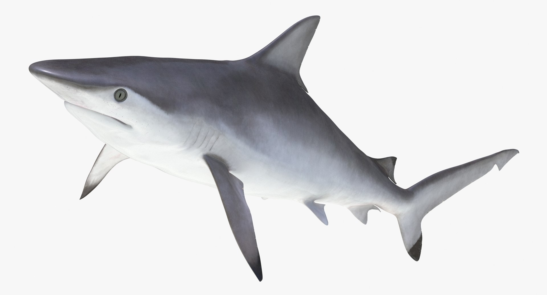 Rigged Sharks Collection 8 for Maya 3D model https://p.turbosquid.com/ts-thumb/Bo/Q9Wv5Y/rg/riggedsharkscollection83dmodel033/jpg/1629665552/1920x1080/fit_q87/2adda85d0928e2692dec2214e17ae1e04e05c97b/riggedsharkscollection83dmodel033.jpg