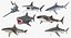 Maya 用 Rigged Sharks コレクション 8