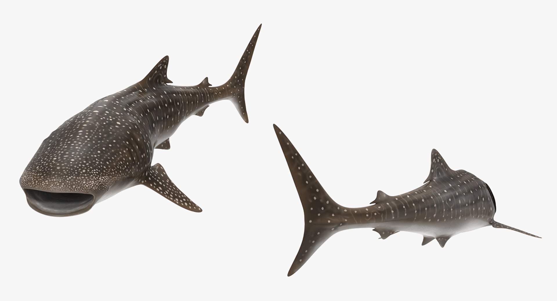 Rigged Sharks Collection 8 for Maya 3D model https://p.turbosquid.com/ts-thumb/Bo/Q9Wv5Y/x8/riggedsharkscollection83dmodel056/jpg/1629665608/1920x1080/fit_q87/0d88627af857ffe90729c9a4d2941dc85d63e45d/riggedsharkscollection83dmodel056.jpg