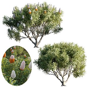 Banksia prionotes - Acorn banksia 03