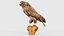 Common Buzzard Buteo Buteo 2 Remastered