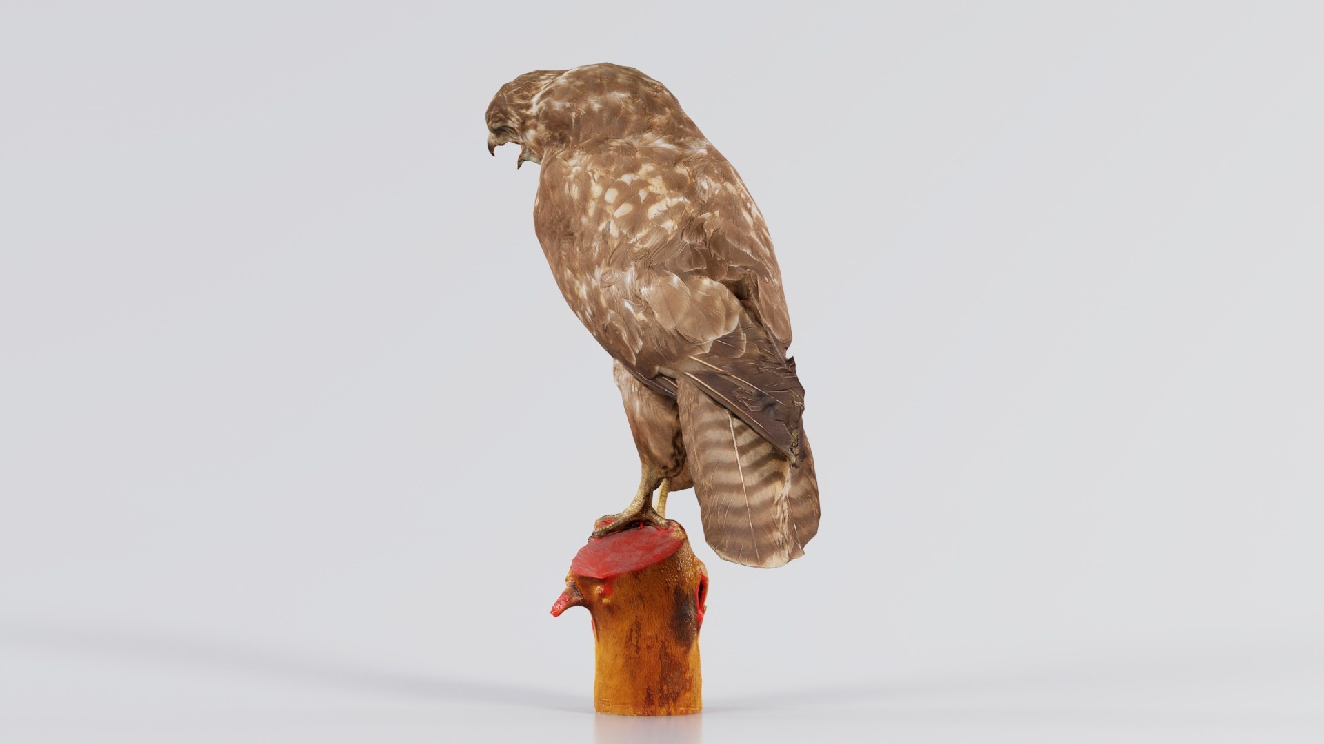 Common Buzzard Buteo Buteo 2 Remastered 3D model https://p.turbosquid.com/ts-thumb/Bo/RSYFU3/mP/common_buzzard_buteo_buteo_2_07/jpg/1740062259/1920x1080/fit_q87/c98a241d2517dbf82952e8a8d969c00e97617df1/common_buzzard_buteo_buteo_2_07.jpg