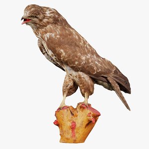 Common Buzzard Buteo Buteo 2 Remastered 3D model
