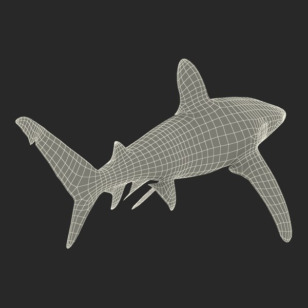 3d model oceanic whitetip shark