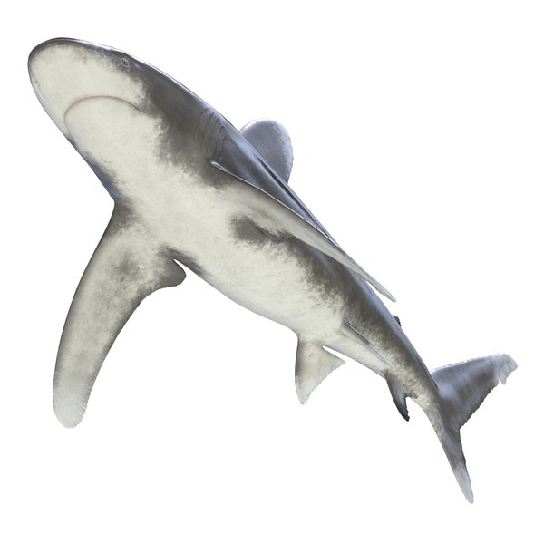 3d model oceanic whitetip shark