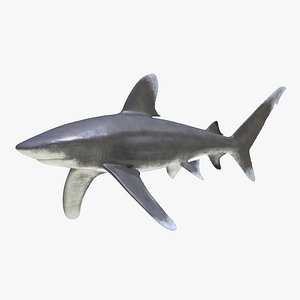 3d model oceanic whitetip shark