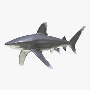 Oceanic Whitetip Shark 3D Model