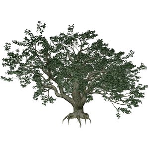 3D Big Leaf Maple Tree model