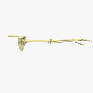 Arm Skeleton Textured