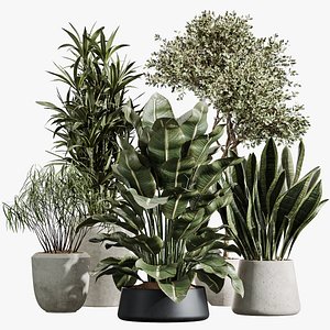 3D AV Indoor Plants Set 404 Sansevieria ParadiseBird Japandi Warneckii Olive model
