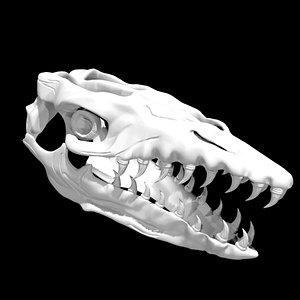 3D Mosasaurus skull model