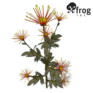 3d xfrogplants florist's chrysanthemum x model