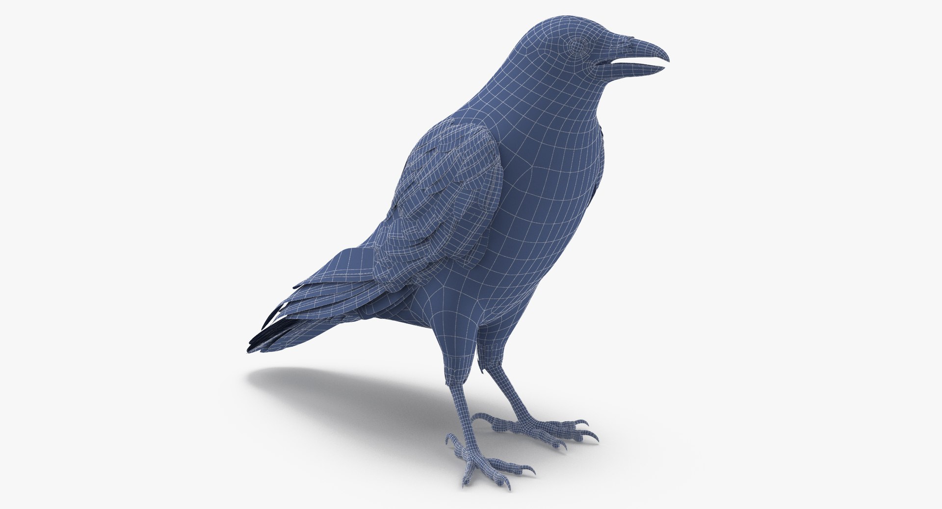 crow 01 3d model