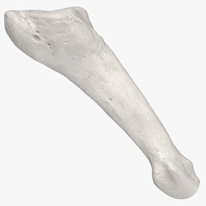 Real Fifth Metatarsal Bone 01 White