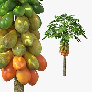 Papaya Tree with Ripening Fruit Cluster Green Orange