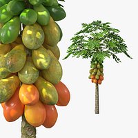 Papaya Tree with Ripening Fruit Cluster Green Orange