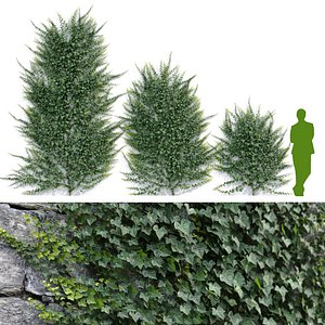 Ivy Hedera Helix V2