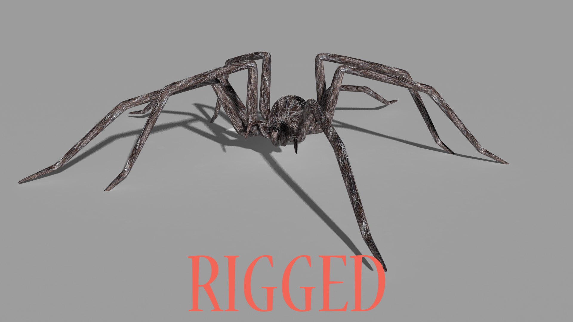 Ma Rigged Spider