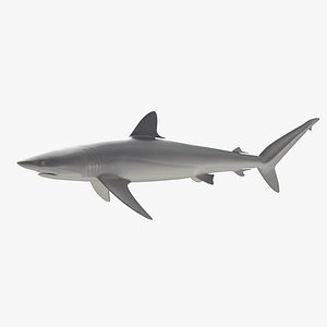 3D model Silky Shark