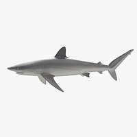 Silky Shark