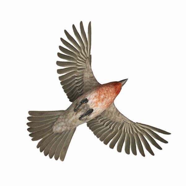 Haemorhous Mexicanus House Finch Obj