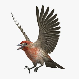 3D model rigged house finch - TurboSquid 1385068