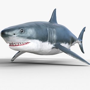 Great White Shark 3D