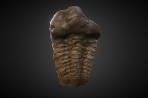 fossilized trilobyte 3d model