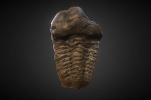 Fossil Trilobyte Scan 4k Trilobite II