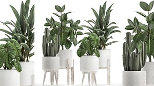 3D model Collection of decorative plants in white flowerpots 923