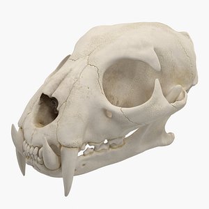 3D model tiger skull