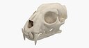Tiger Skull