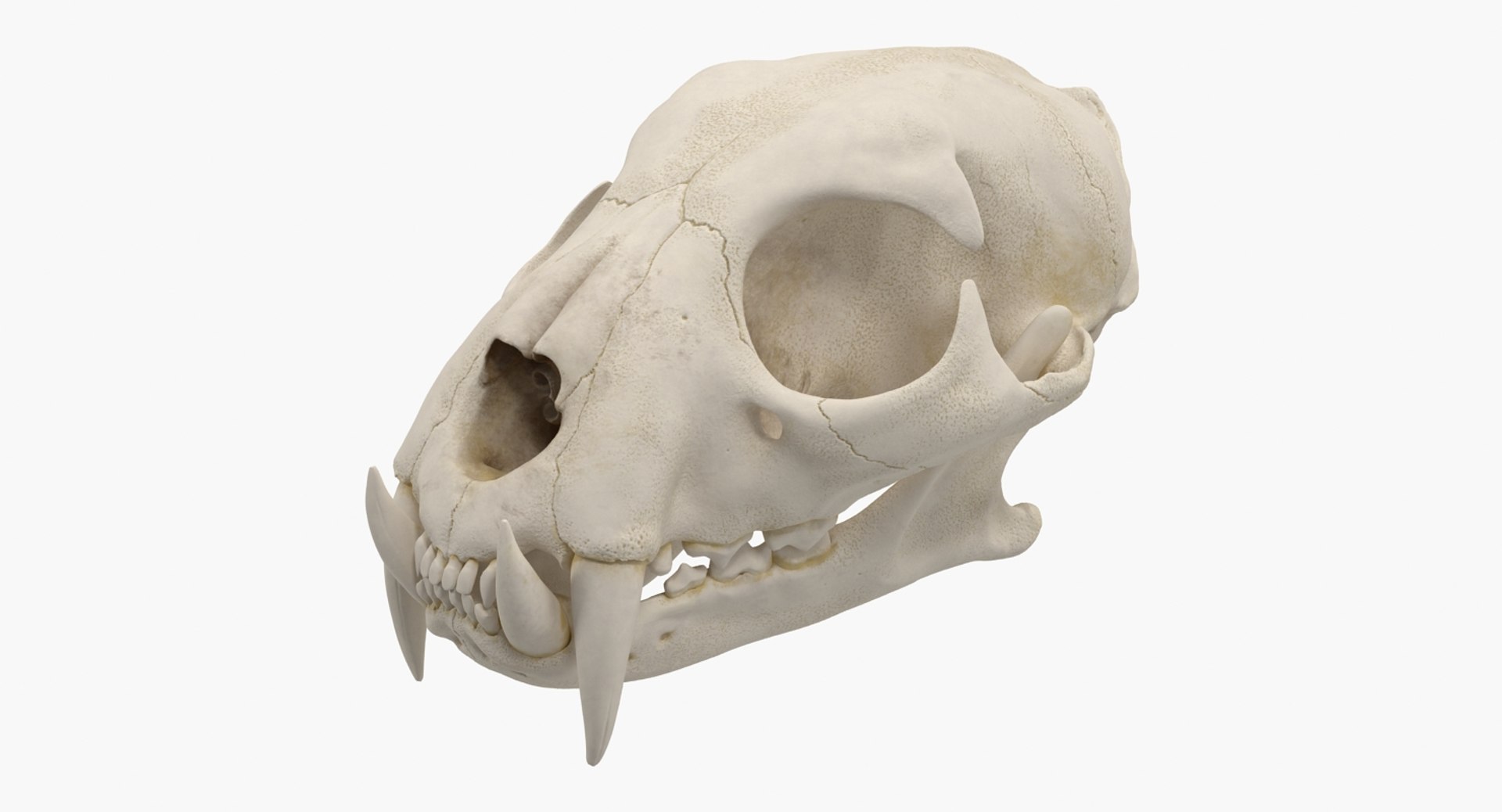 3D Skulls Collection 7 https://p.turbosquid.com/ts-thumb/Bp/v8hK4I/UQ1toWVO/tigerskull3dmodel001/jpg/1679056782/1920x1080/fit_q87/10bb32f8cb44eb249d3ee2cf125d05ca27b78d01/tigerskull3dmodel001.jpg