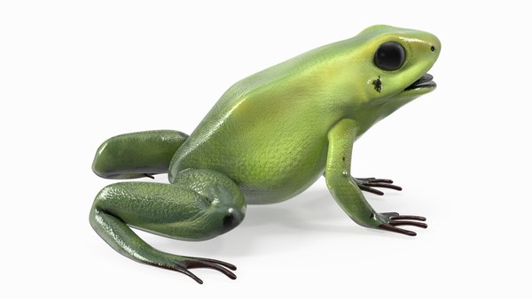 modelo 3d Rana Venenosa Dorada Morph Verde - TurboSquid 2185689