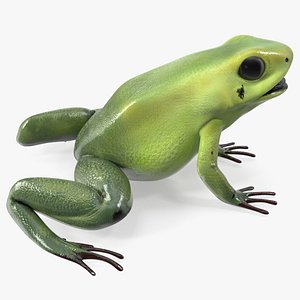 Golden Poison Frog Green Morph 3D