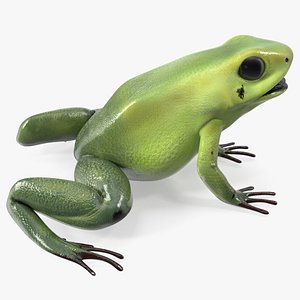 Golden Poison Frog Green Morph