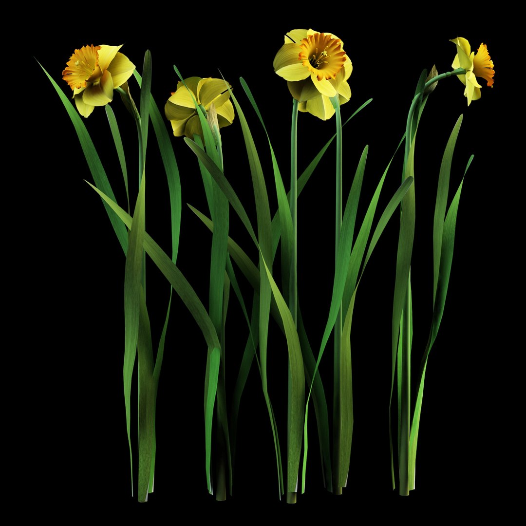 model narcissus daffodil https://p.turbosquid.com/ts-thumb/Bp/zeP2gQ/9ZYwu7pg/narcissus_four_1/jpg/1385031129/1920x1080/fit_q87/a2d2a0d5825eea24bd819fb7d4574e4889394886/narcissus_four_1.jpg