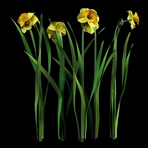 model narcissus daffodil