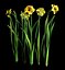 narcissus daffodil jonqui
