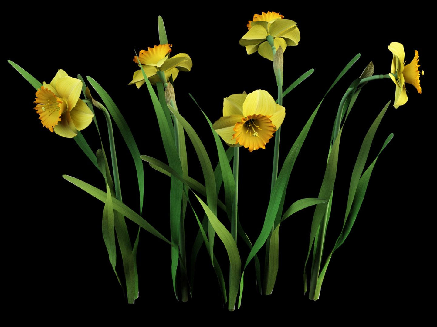 model narcissus daffodil https://p.turbosquid.com/ts-thumb/Bp/zeP2gQ/zB4JbDXt/narcissus_four_4/jpg/1385031129/1920x1080/fit_q87/bf78bda7287be1a5e1a4747b26e63578b229272f/narcissus_four_4.jpg