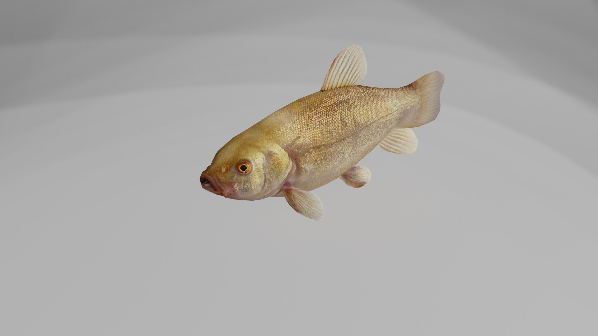 3D Model 13 Freshwater Fish - TurboSquid 1310423