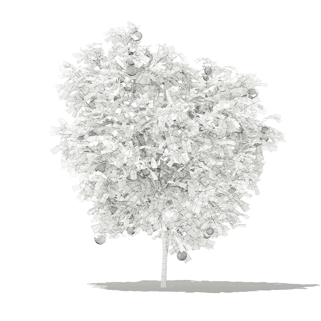 Grapefruit Tree Fruits 2 Model - TurboSquid 1306012