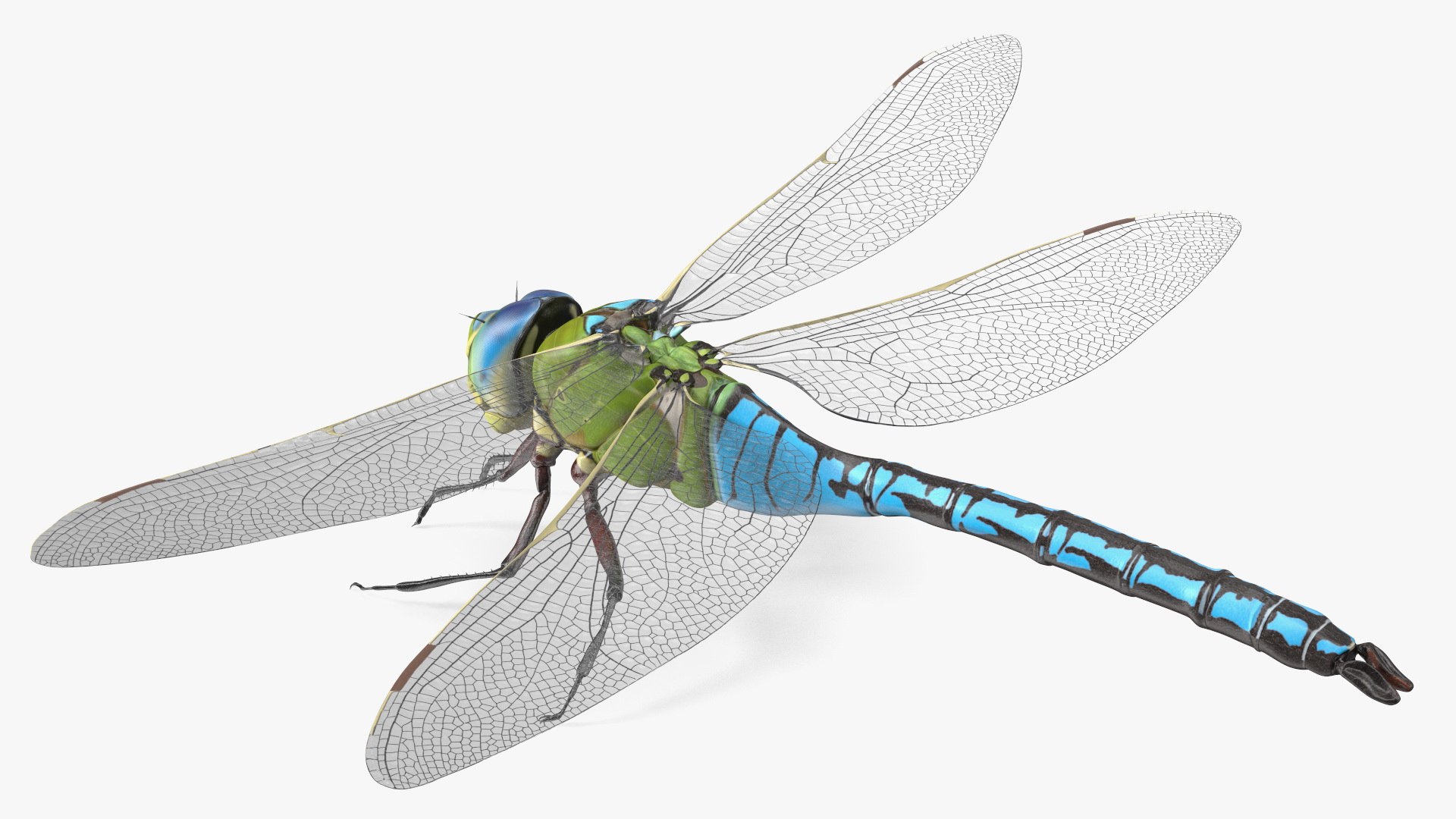 Dragonfly Rigged for Modo 3D model preview
