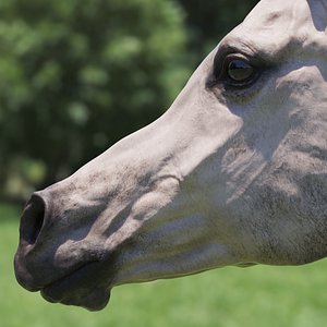 3D stallion grey